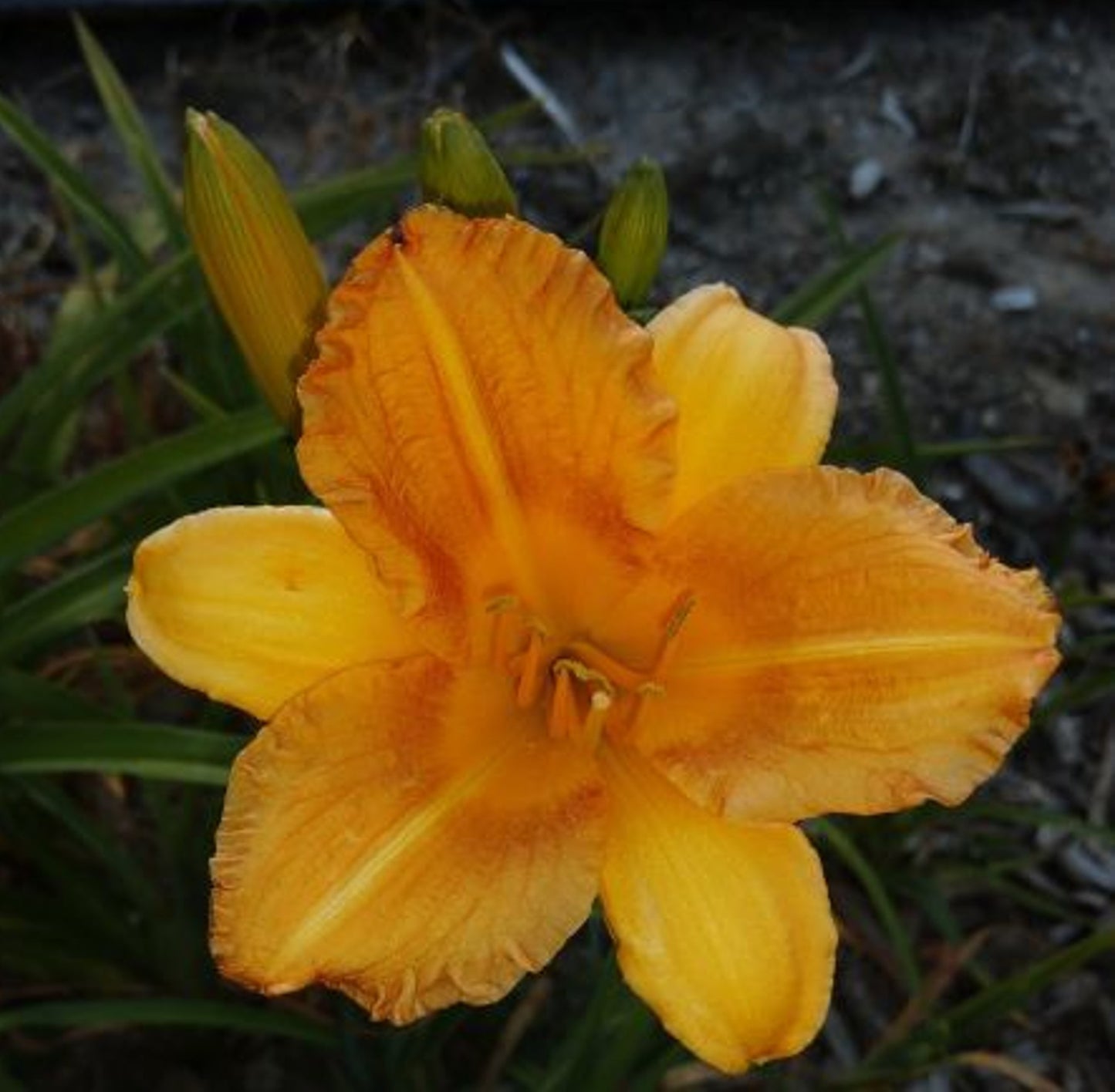 'Whatchamacallit' (Williams-S., 2010)