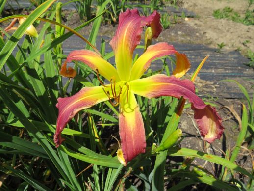 'Yabba Dabba Doo' (Hansen, 1993)