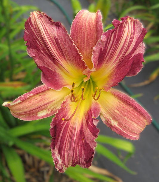 'Yankee Pinstripes' (Howard-R., 2013)