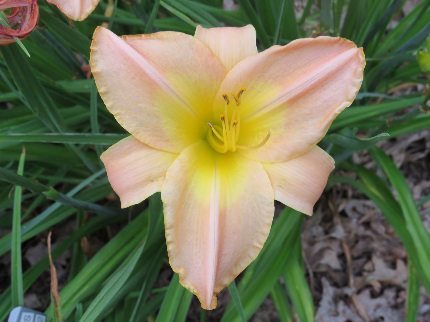 'Yasmin' (Munson-R.W., 1969)