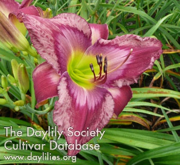 Daylily Seeds:  'Disturbance in the Force'  x 'Accidental Tourist'