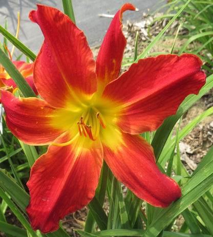 'Admiral' (Hall-D.F., 1961)