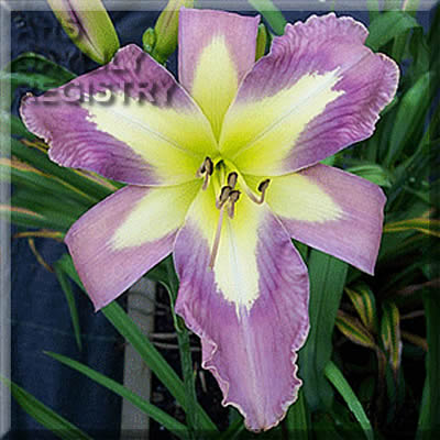 Daylily Seeds:  'Star of India' x 'Aerial Appliqué'