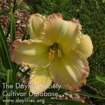 Daylily Seeds: 'Beautiful Edgings' x 'Morningcloud Marmalade'