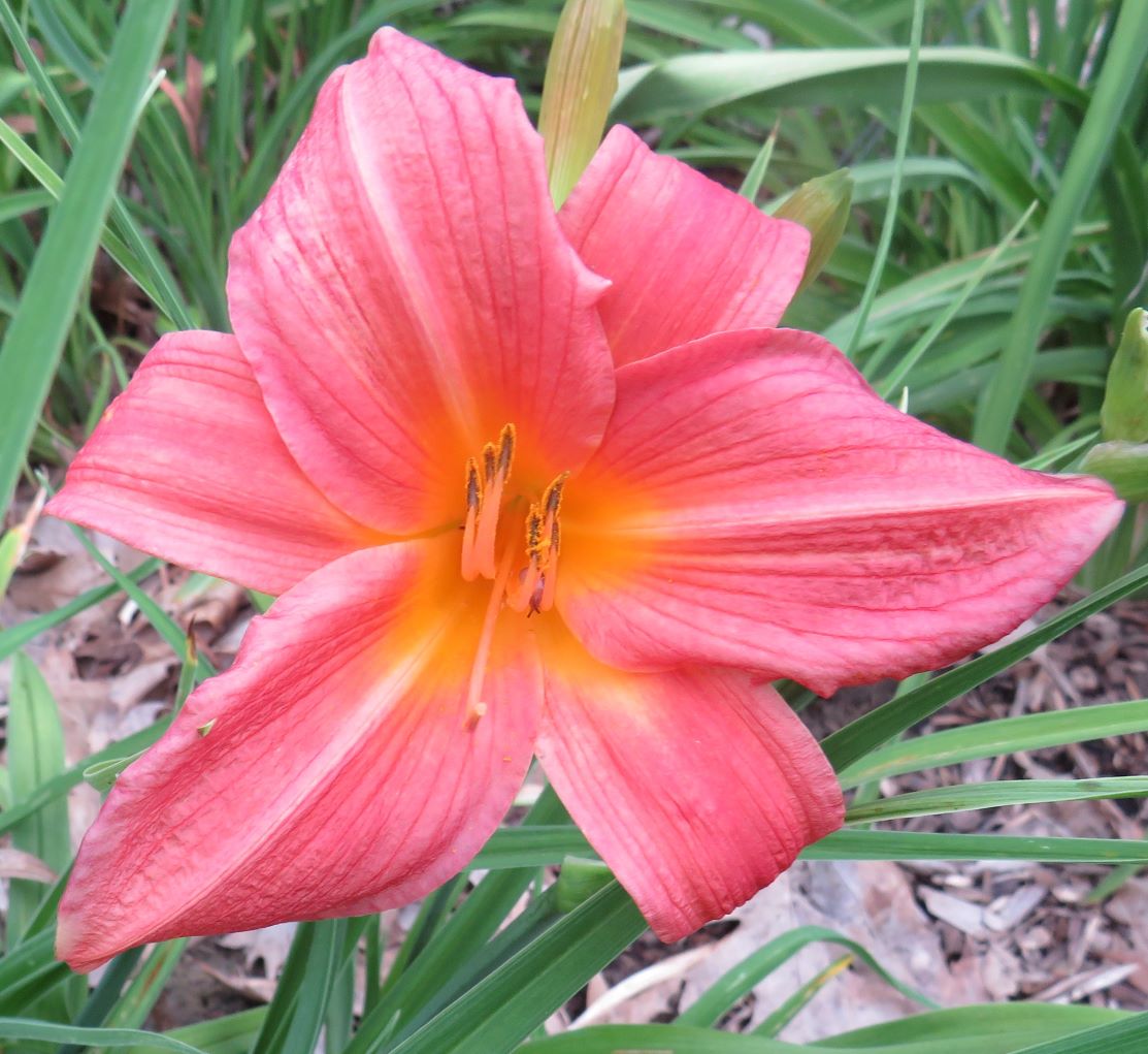 'Beauty Bright' (Lester, 1963)