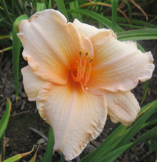 'Best Friend' (Hall-D.F., 1967)