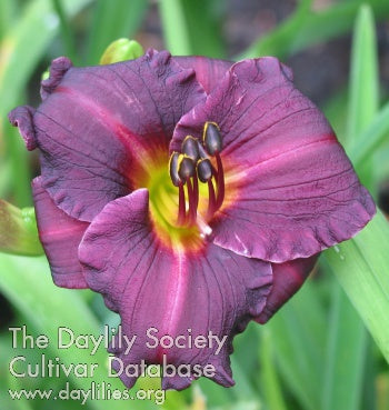 Daylily Seeds: 'Dietmar's Wisdom' x 'Brookwood Black Kitten'