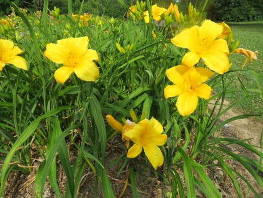 Daylily Seeds:  'Buttered Popcorn' x 'Topguns Aztec Gold'