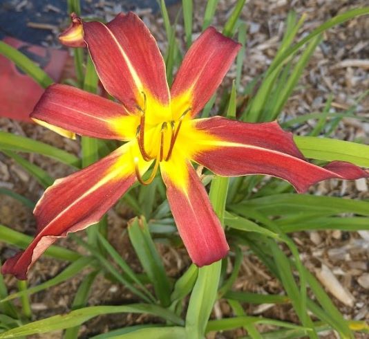 'Capulina' (Craig-T., 1962)