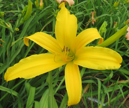 'Carolicolossal' (Powell-L.K., 1968)