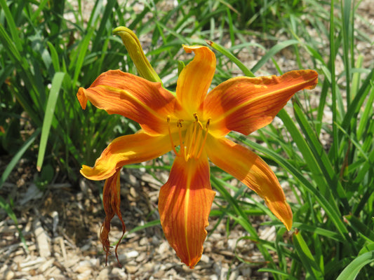 'Confucius' (Bechtold, 1947)