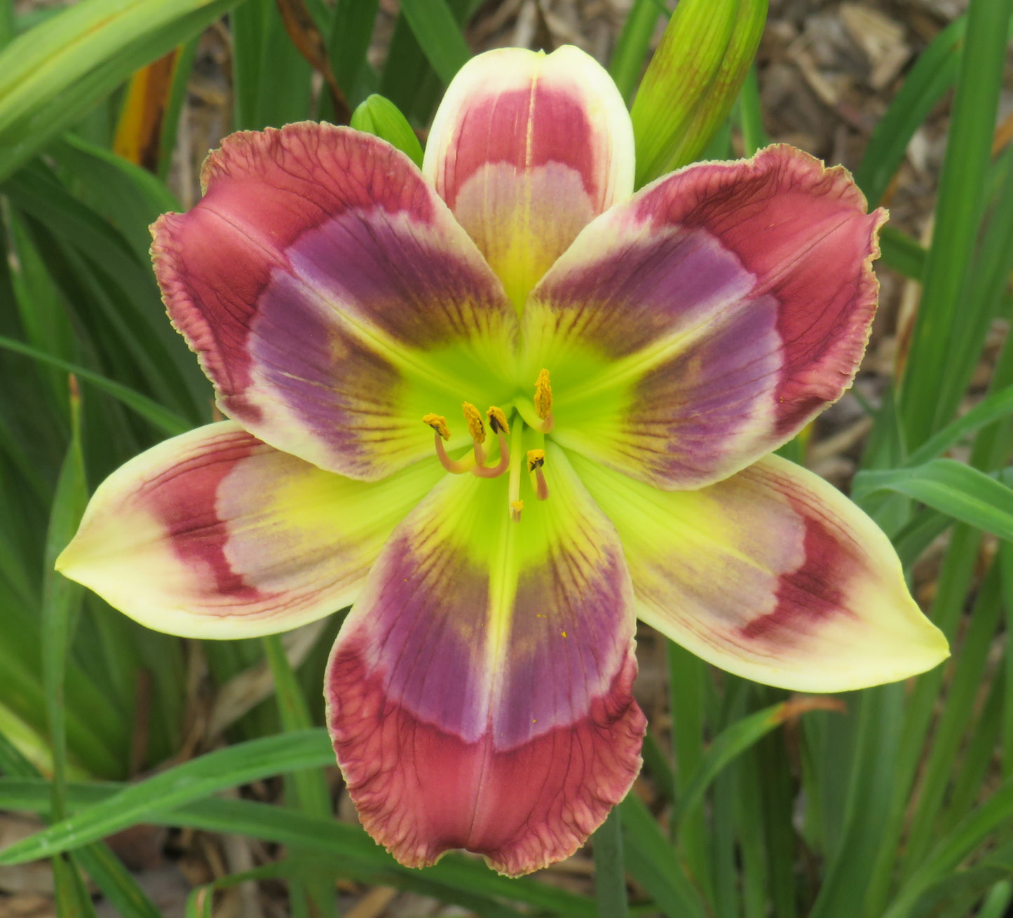 Daylily Seeds:  'Katelyn Lillie Bachman' x 'Here's to You Bill Robinson'