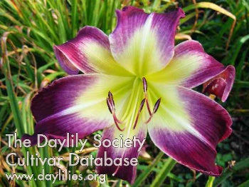 Daylily Seeds:  'Katelyn Lillie Bachman' x 'Here's to You Bill Robinson'