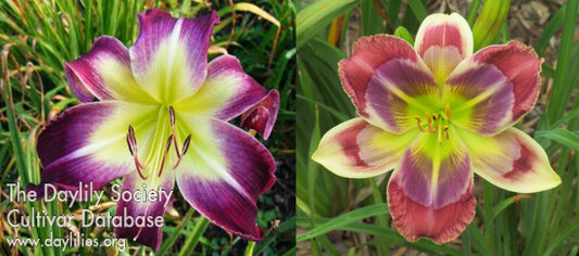 Daylily Seeds:  'Katelyn Lillie Bachman' x 'Here's to You Bill Robinson'