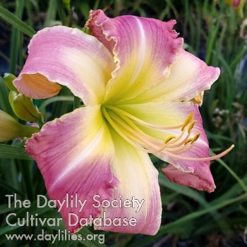 Daylily Seeds:  'Moonlit Masquerade' x 'Lynnette's Pink Wedding'