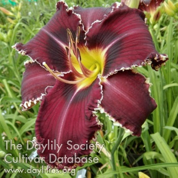 Daylily Seeds:  'Hexenbeast' x 'Marquette Moment'