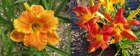 Daylily Seeds:  'Spacecoast Freaky Tiki' x 'Explosion in the Paint Factory'