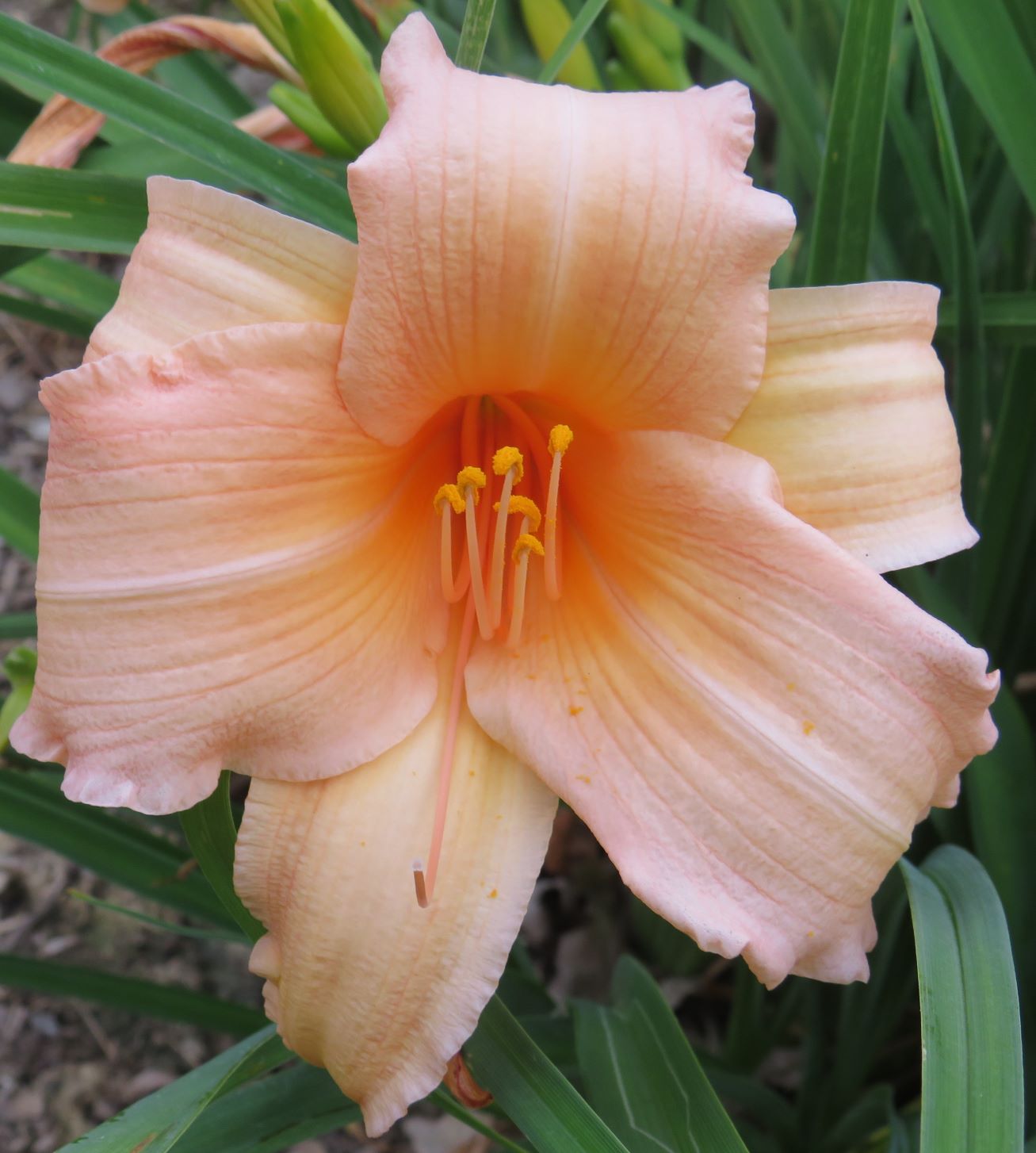 'Sea Gold' (Hall-D.F., 1963)