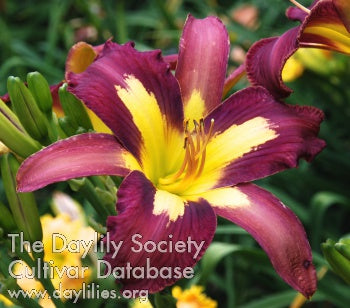 Daylily Seeds:  'Star of India' x 'Aerial Appliqué'