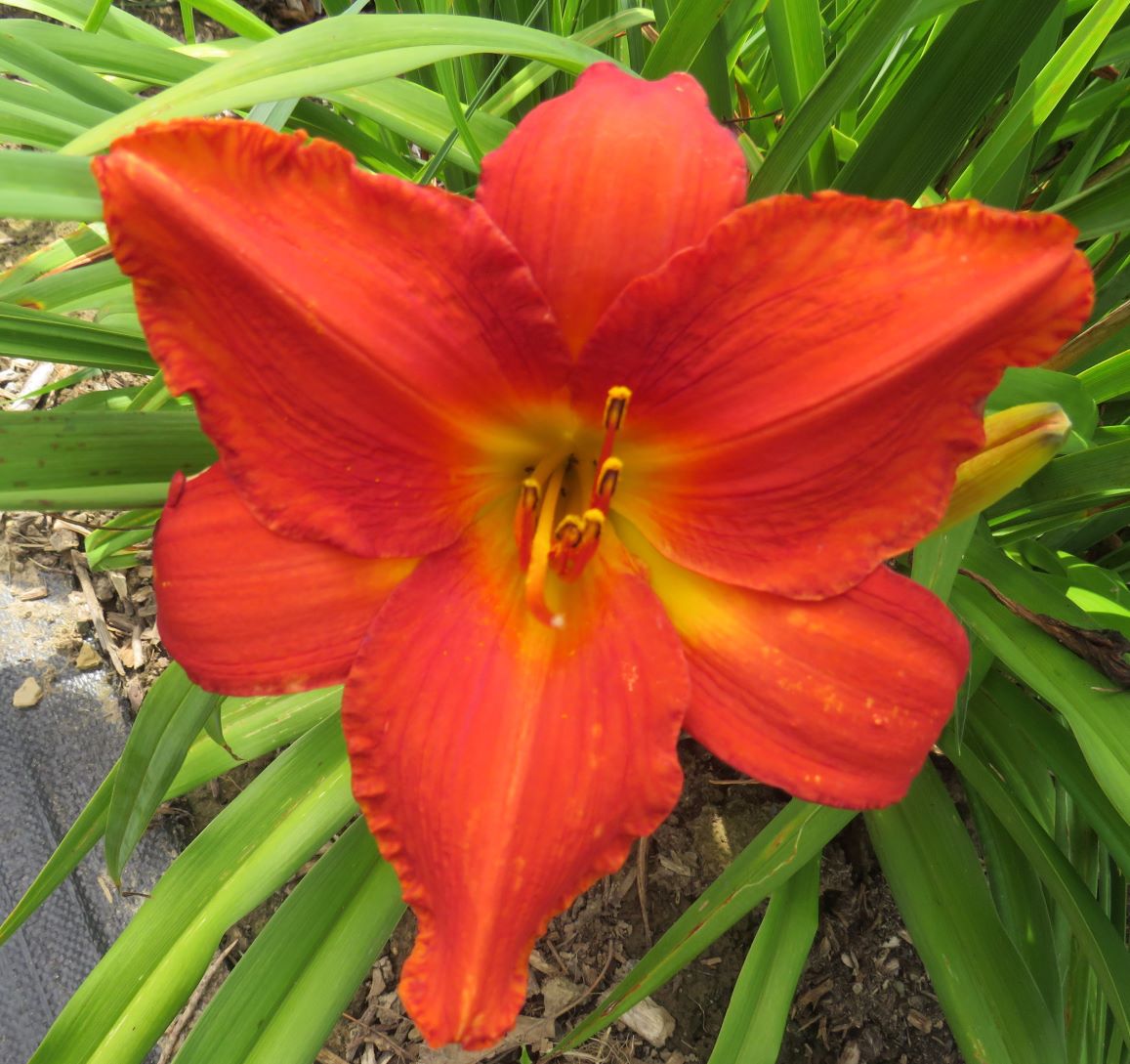 'Tijuana' (Wild, 1967)