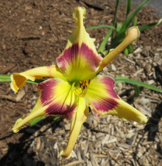 'Topguns Twist and Turn' (Scott-B., 2019)