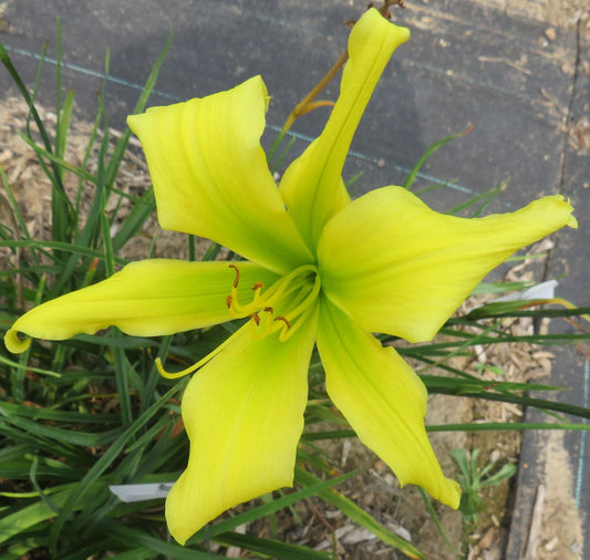 'Whirling Fury' (Parker, 1969)