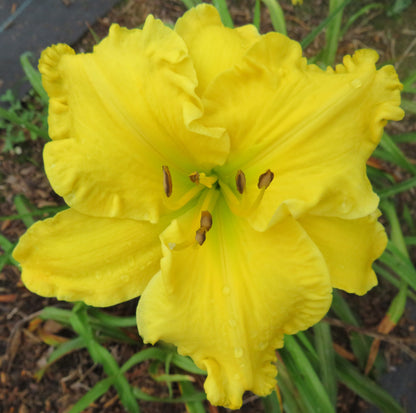 Daylily Seeds:  'A Swell Yellow' x 'Explosion in the Paint Factory'