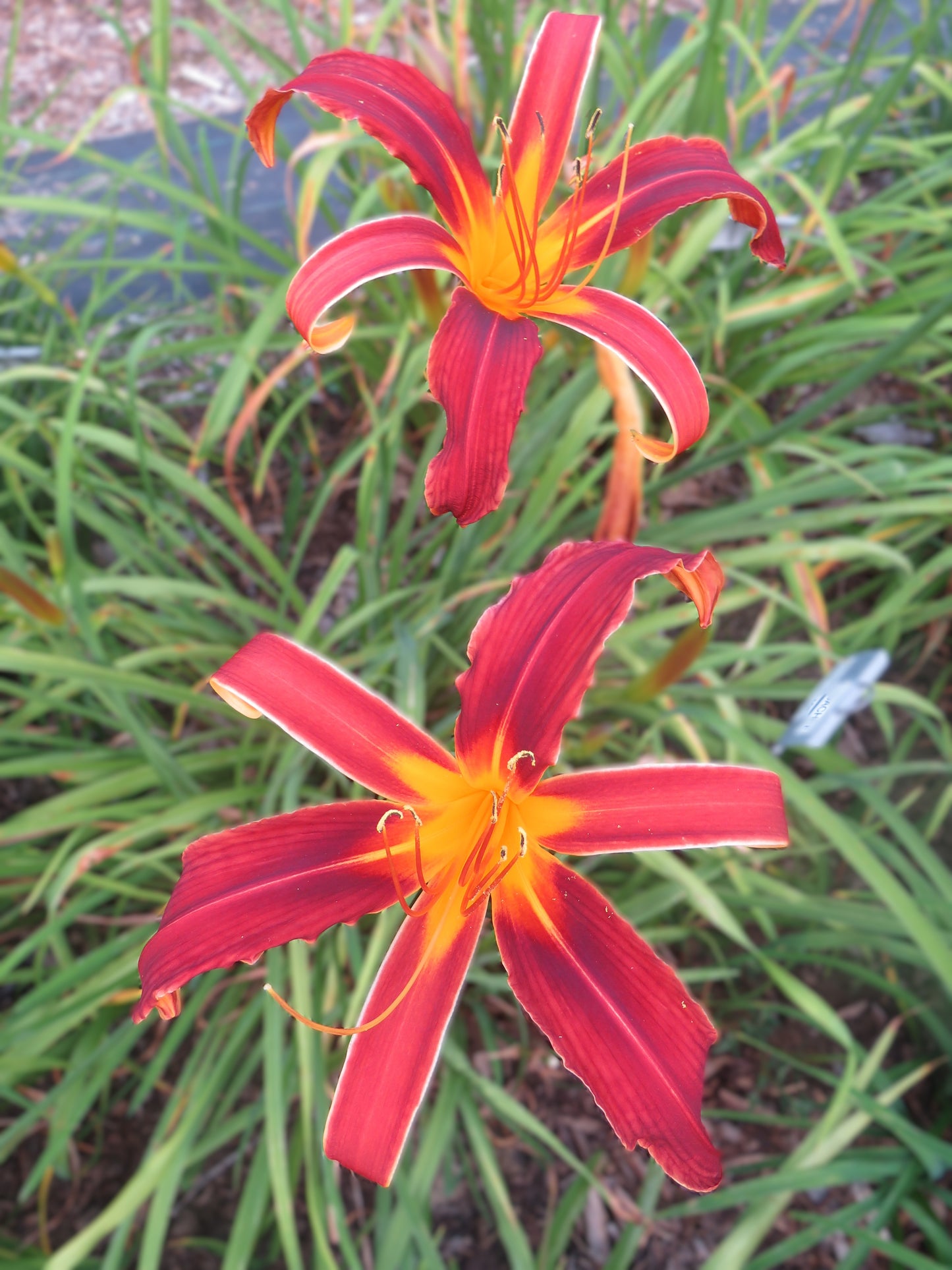 'Aabachee' (Cheetham-R., 1957)