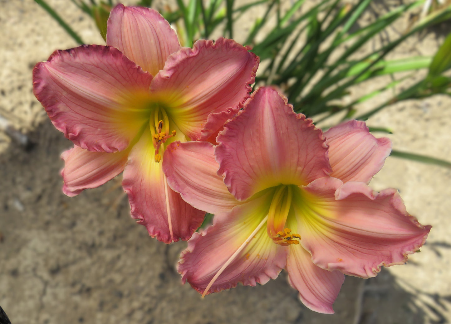 'Absolute Treasure' (Stamile, 1997)