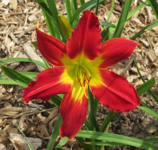 Products – Seize the Daylilies