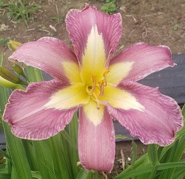 'Aerial Appliqué' (Lambertson, 2006)