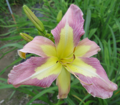 'Aerial Appliqué' (Lambertson, 2006)