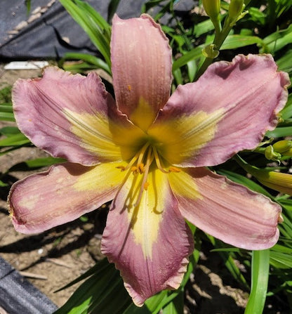 'Aerial Appliqué' (Lambertson, 2006)