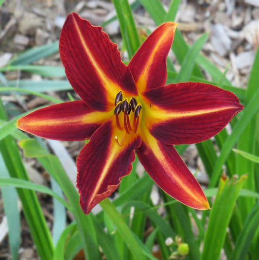 'Ahoya' (Gabrielson, 1964)