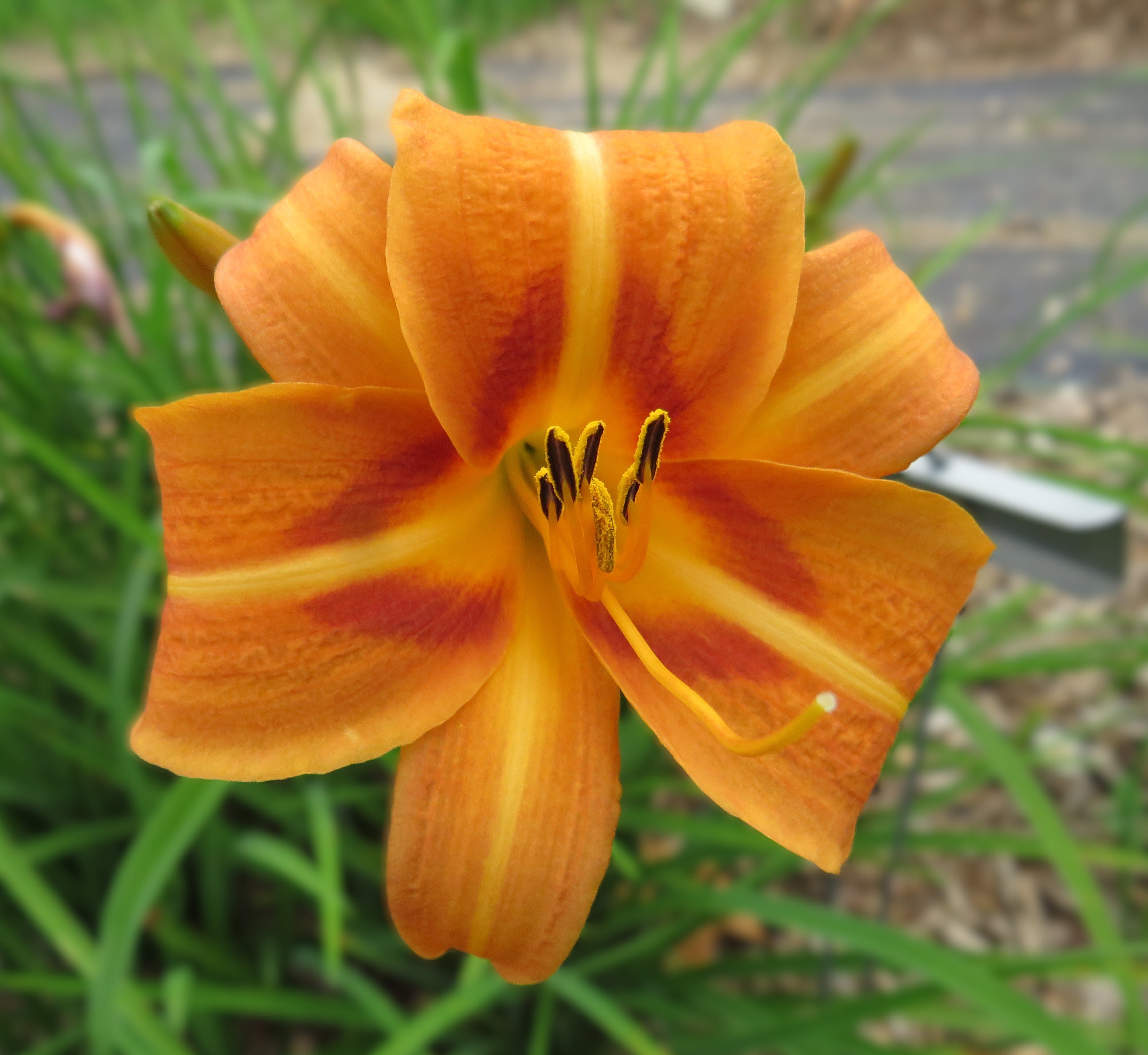'Ali Baba' (Richards-V., 1957) – Seize the Daylilies
