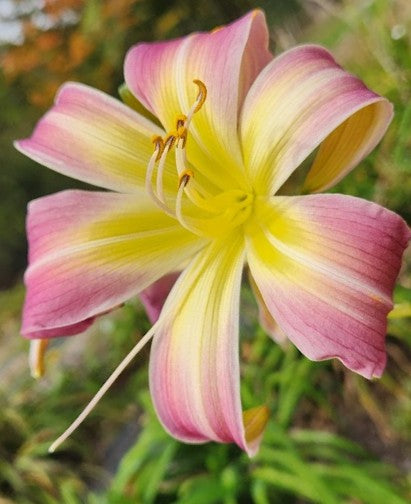 'Allegheny Yeti' (Smoulder-E., 2022)