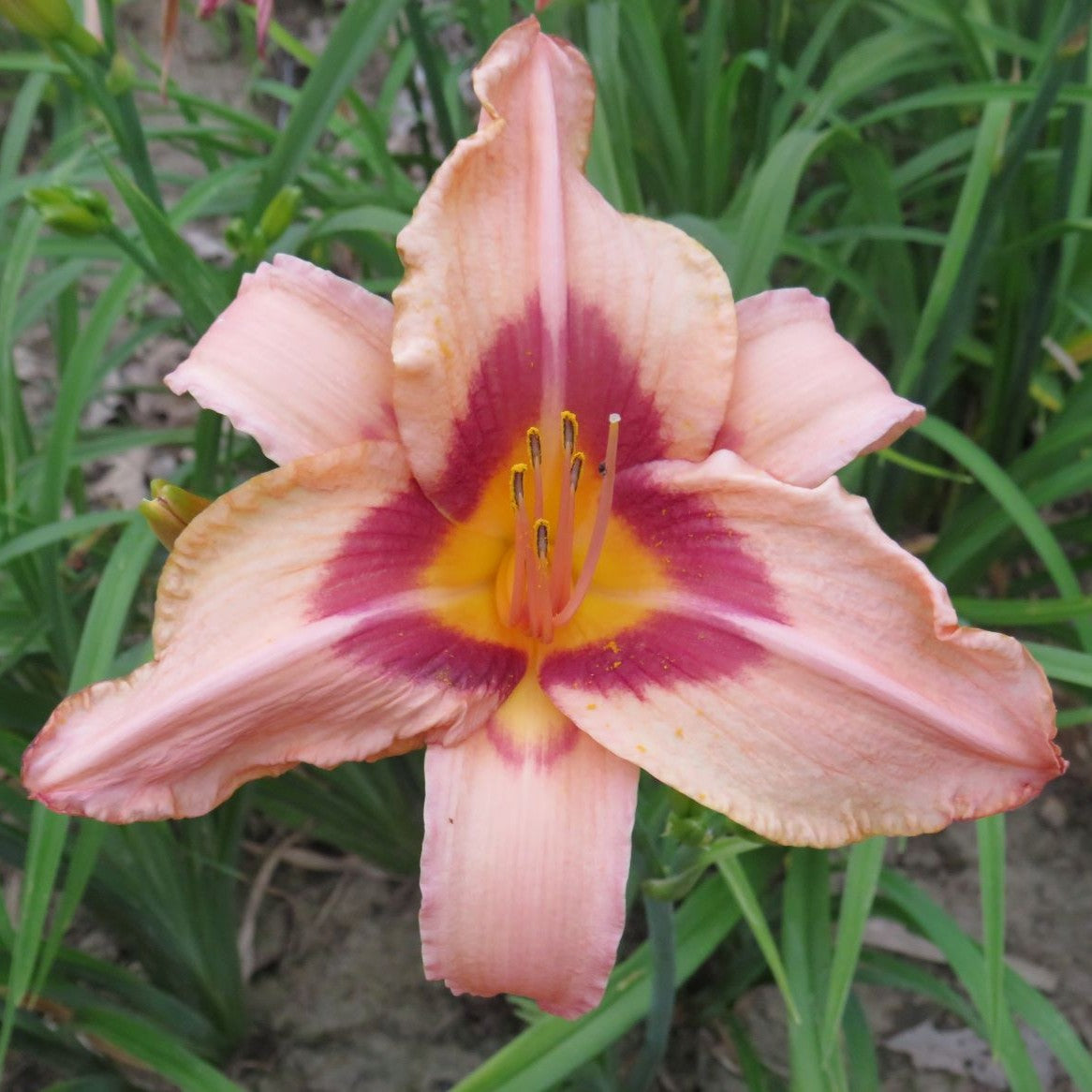 'Along the Way'  (Stevens-D., 1980)