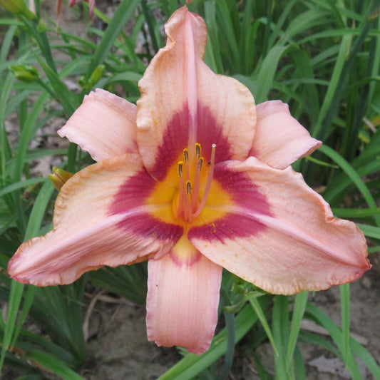 'Along the Way'  (Stevens-D., 1980)