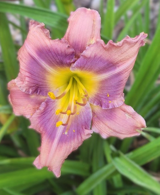 'Alpine Mist' (Salter-E.H., 1987)