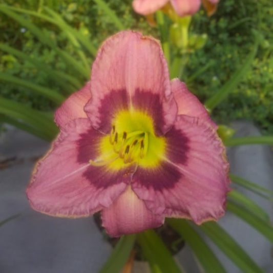 'Always Afternoon' (Morss, 1987)