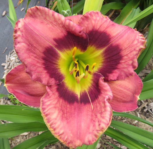 'Always Afternoon' (Morss, 1987)