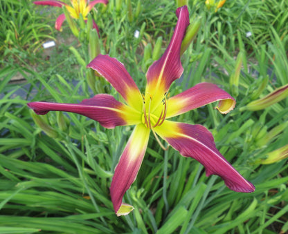 'Amethyst Squid' (Mahieu, 2000)