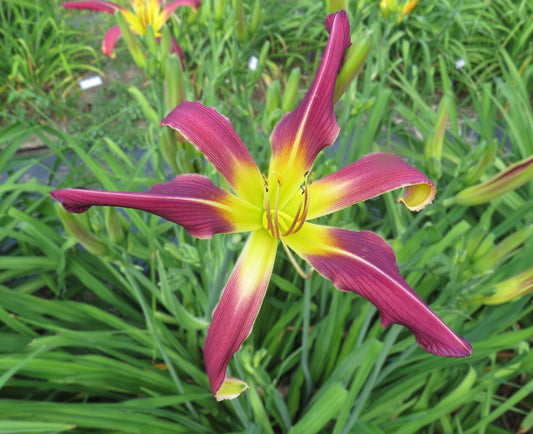 'Amethyst Squid' (Mahieu, 2000)