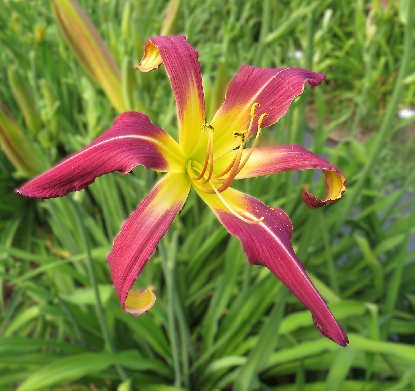 'Amethyst Squid' (Mahieu, 2000)