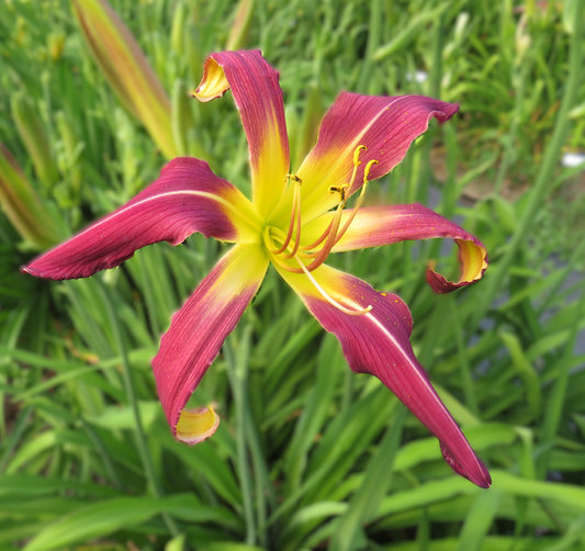 'Amethyst Squid' (Mahieu, 2000)