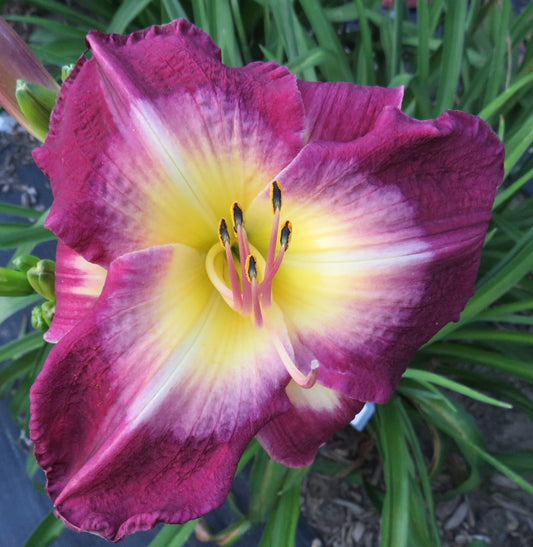 'Another Night' (Sellers, 2000)