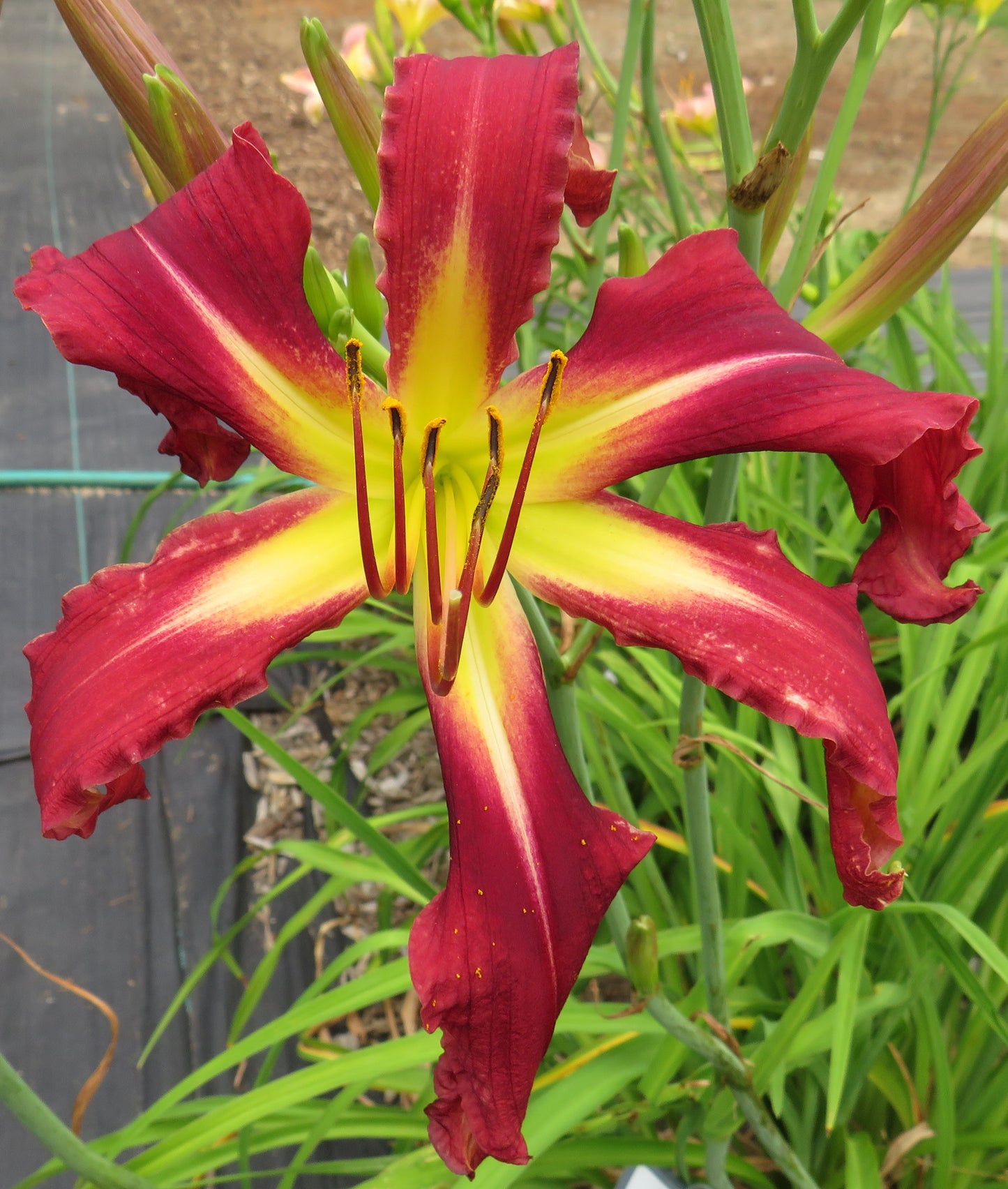 'Apache Beacon' (Roberts-N., 2005)