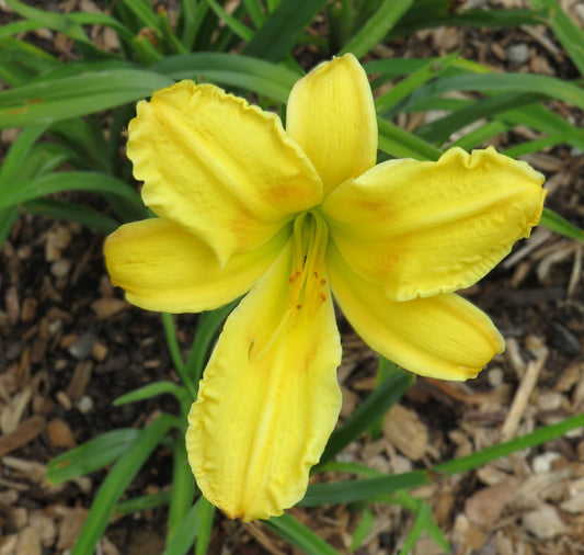 'Apache Belle' (Pittard, 1959)