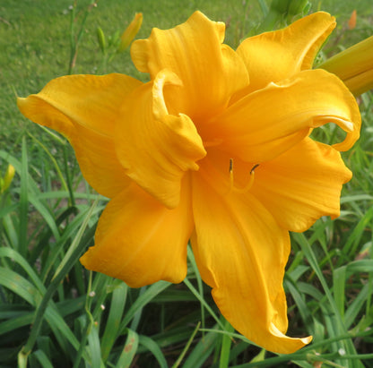 'Arlow Stout' (Stout, 1960)