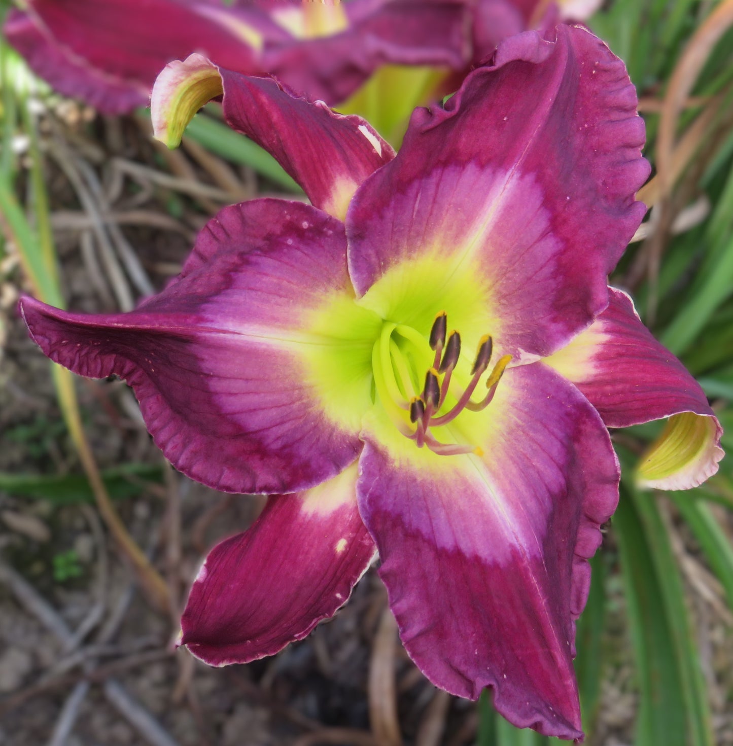'Ashwood's Plum Crazy' (Norris-R., 2012)